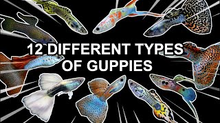 12 DIFFERENT TYPES OF GUPPIES [upl. by Ahselyt]