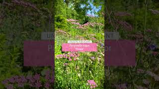 Pimpinella major Rosea – an unusual perennial bearing airy pink flowers 💕 shorts [upl. by Ilram731]