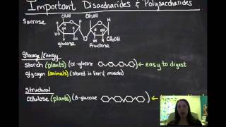 Carbohydrates [upl. by Ethyl]