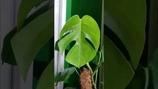 Monstera Deliciosa caredeliciosa monsteracare monsteraplants [upl. by Erised]