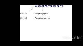 glossopharyngeal nerve branches made easy anatomy mnemonics [upl. by Benkley485]