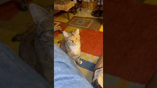 My Cat Wants Attention shorts cat catlover cutecat [upl. by Hniht278]