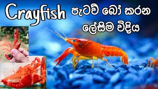 How to Breed Aquarium Crayfish easily in Sinhala FHD kaveeaqua breeding [upl. by Panthia]