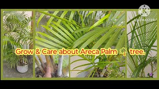 Grow amp Care about Areca palm 🌴 tree viralvideo garden indoorplants plantcare arecapalmcare [upl. by Eiralc]