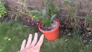 How to grow Nice healthy Camellias [upl. by Wixted]