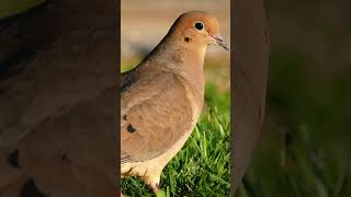 Mourning Dove Song Video Bird Songs Eastern North AmericaPeaceful Nature Sounds [upl. by Minardi76]