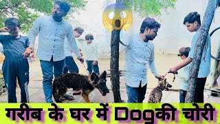 german shepherd dog video german shepherd dog funny 🤣 videos german shepherd dog funny moments GSD [upl. by Amsed23]