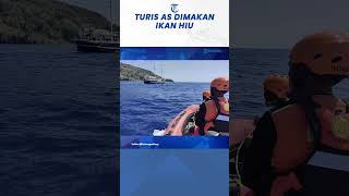 Turis AS Hilang Saat Menyelam di Maluku Ditemukan di Perut Ikan Hiu [upl. by Lhamaj]