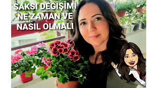 SAKSI DEĞİŞİMİ NASIL VE NE ZAMAN YAPILMALI🪴saksıdeğişimisaksıdeğiştirmeceylangözüsardunya [upl. by Terrab757]