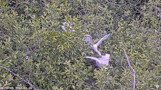 Heronry Livestream 26 05 24 631am to 554pm [upl. by Gianna]