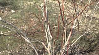 How to Prune a Blueberry Bush [upl. by Ermina]