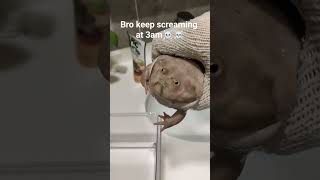 Budgetts Frog keep screaming at 3am [upl. by Larry]