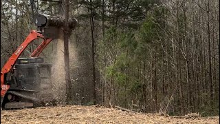 Loftness battle AX forestry mulcher Kubota SVL952s dropping large trees [upl. by Ahsiat]