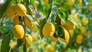 Addio alla COCCINIGLIA sui 🍋LIMONI IN VASO con l olio di lino BIOLOGICO garden lemon gardenideas [upl. by Robertson]