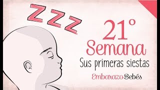 SEMANA 21 de Embarazo  5º Mes  Semana a semana [upl. by Arnuad]