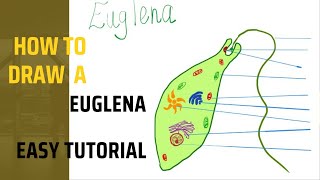 How to draw euglena drawing drawingtutorial samacheer euglena biology neet microbe [upl. by Livi]