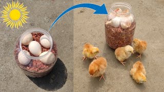 incubate chicken eggs by sunshine  incubate chicken eggs without incubator  incubate 100 [upl. by Airogerg]