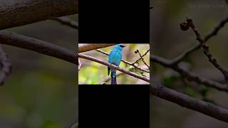 Extremely rare footage Verditer flycatcher birds verditerflycatcher healing bird birdslover [upl. by Alanah]