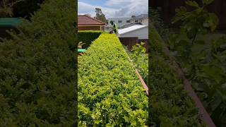 Which hedge looked best Murraya vs Buxus satisfying asmr gardening [upl. by Atiuqel]