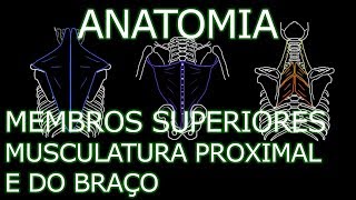 Aula Anatomia  Membros Superiores  Musculatura Proximal e do Braço  Anatomia Humana [upl. by Snave]