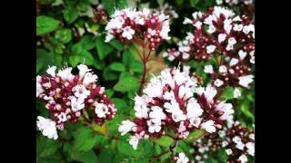 Vervain flowers plants garden forest park wildflowers [upl. by Nairod]