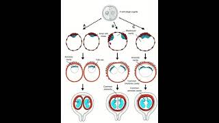 Understanding Fetal Membranes in Monozygotic Twins  Embryology Guide [upl. by Franck]