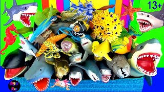 172 Sea Animals  Sharks Whales Fish Shellfish Cephalopods Crustaceans Turtles Rays 13 [upl. by Ailyt]