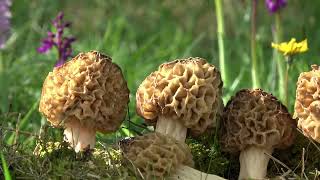 Morchella esculenta  Morel [upl. by Adleme]