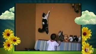 Super Cat Climbs Walls  Americas Cutest Pet [upl. by Lauder]