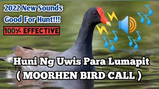 HUNI NG IBONG UWIS PARA LUMAPIT  MOORHEN BIRD SOUNDS  WITH FIGHTING CALL [upl. by Yrocaj]