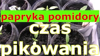 czas pikowania papryki lub pomidorów [upl. by Han760]