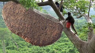 Primitive Technology Amazing Catch A Giant HoneyBee For Food On The Big Tree [upl. by Esinal]