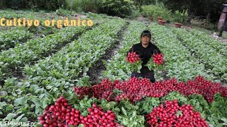 ASOMBROSO cultivo de RABANOS paso a paso siembra fertilización cosecha y hasta la salida al merca [upl. by Einra]