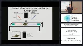 Lecture 17 Hippocampus Memory amp Sleep Part 2 [upl. by Bonita]