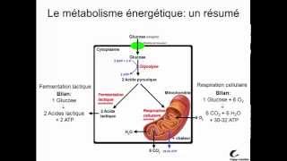 Métabolisme énergétique [upl. by Pampuch893]