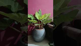 new guest to Home philodendron plantlovers airpurifier shadeplants homedecor indoorplants [upl. by Cory]