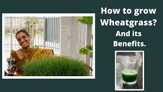 Learn how to grow Wheatgrass and its benefits [upl. by Anail331]