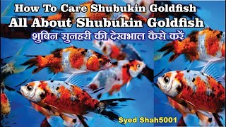 How to care Shubukin Goldfish  How To Care For GoldFish [upl. by Nowtna696]