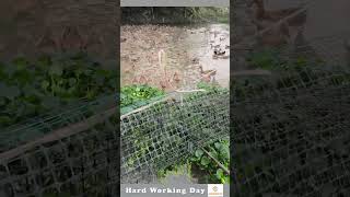 Hard Working Day 464 Duck Cleaning The River [upl. by Constantin779]