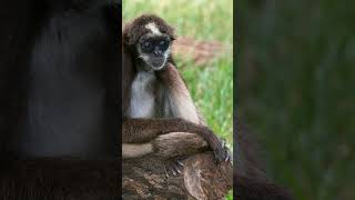 Variegated Spider Monkey Ateles hybridus in Family Atelidae  Observed in Description [upl. by Jahdal]