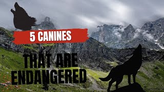 5 canines Dog family that could go extinct [upl. by Nerua]