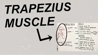 Trapezius Muscle  Origin Insertion Actions Nerve Supply  Human Anatomy  Dr Shahnaz Jannat [upl. by Rider]