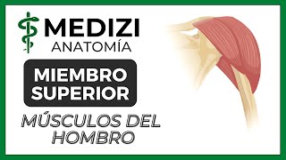 Anatomía de Miembro Superior MMSS  Músculos del hombro Manguito rotador [upl. by Zetnom]