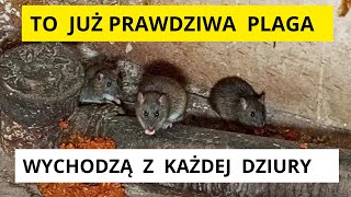 Szczury opanowały piwnicę  To już prawdziwa plaga  Wigo serwis tv [upl. by Bamford]