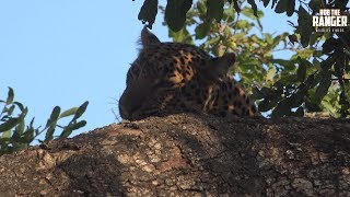 Female Leopard With Breakfast In A Tree [upl. by Llien]