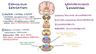 Spinothalamic Tract and Dorsal Column Medial Lemniscus Pathway  Ascending Tracts of the Spinal Cord [upl. by Karl]