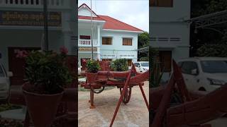 Traditional oxcart in Kamcham province Cambodia traditional oxcart youtubeshorts [upl. by Ailisec]