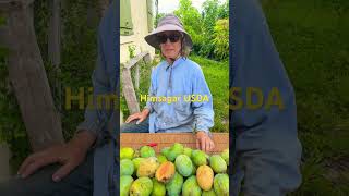 Great ‘Himsagar USDA’ Mango Crop  Tasting mango mangoseason [upl. by Anna-Maria]