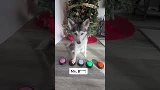 Sapphie the pomsky answers what she is going to get for Christmas [upl. by Tiemroth]