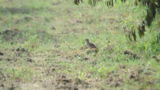 Stone curlew Burhinus indicus Punjab India 120924 [upl. by Eniahpets]